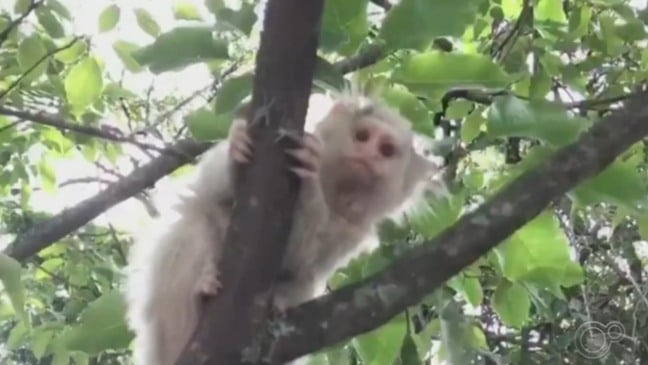 Sagui com pelos brancos no Jardim Botânico, em Jundiaí