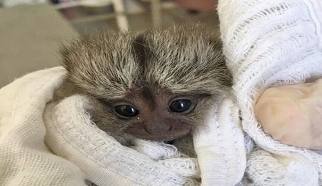 Filhote de sagui é encaminhado para à Associação Mata Ciliar. (Foto: Divulgação/Mata Ciliar)