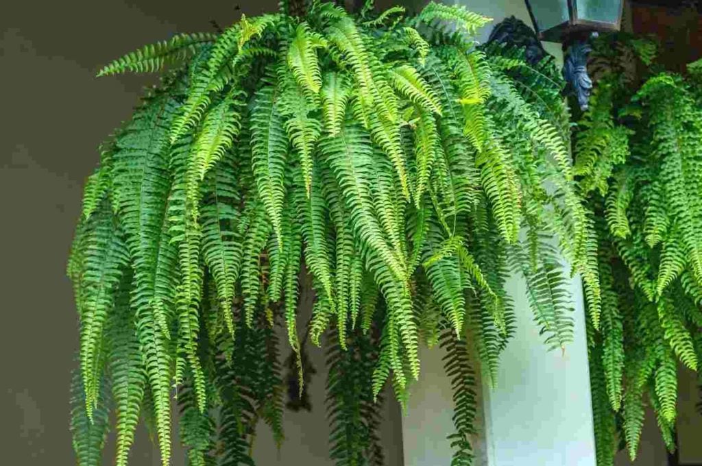 Foto: Ranimiro Lotufo Neto/Canva