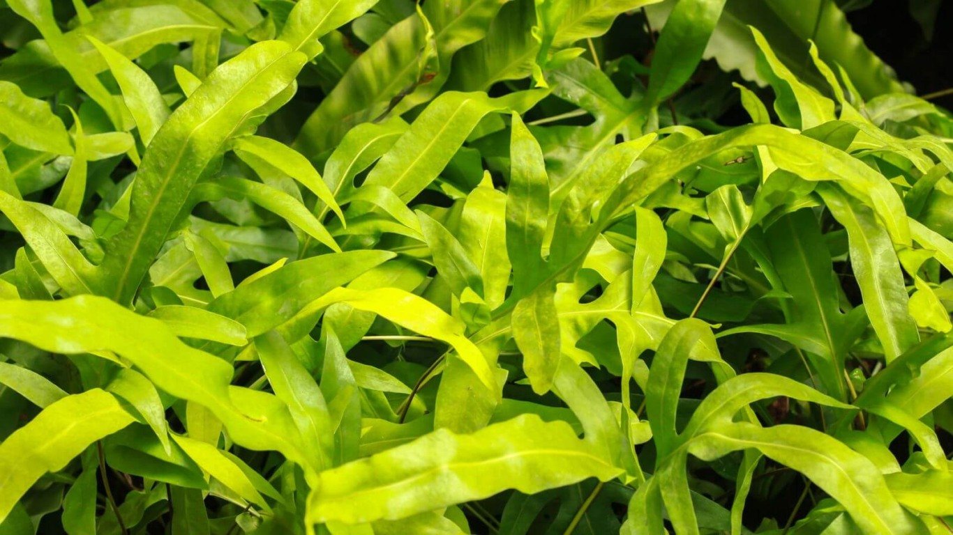 samambaia ninho de passarinho