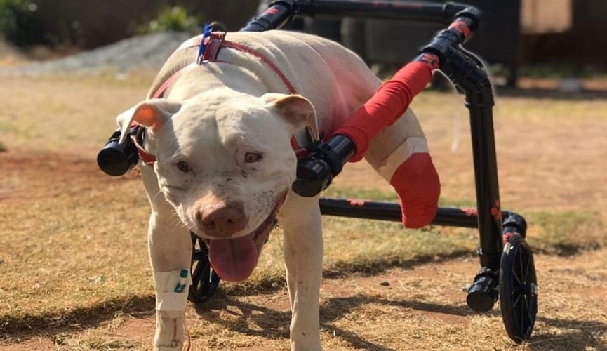 Foto de cachorro em cadeira de rodas