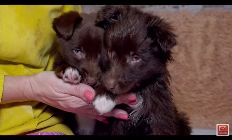 Filhotes de cachorro marrom