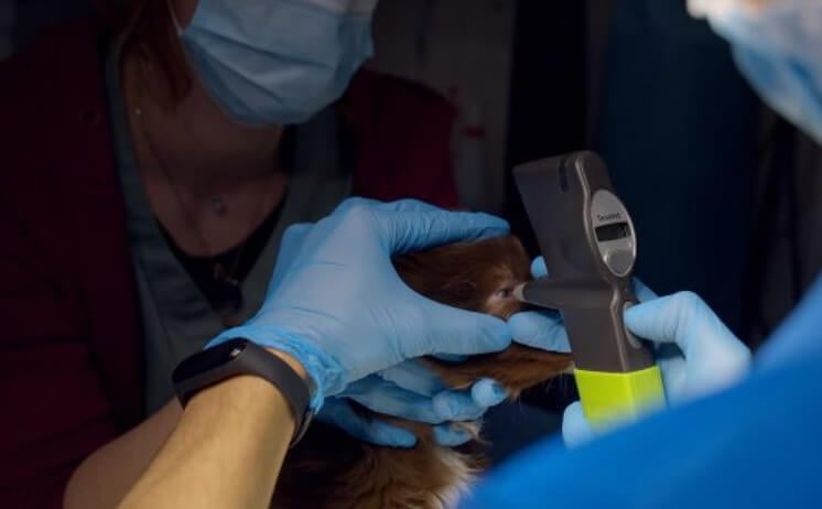 Exame oftalmológico em cachorro