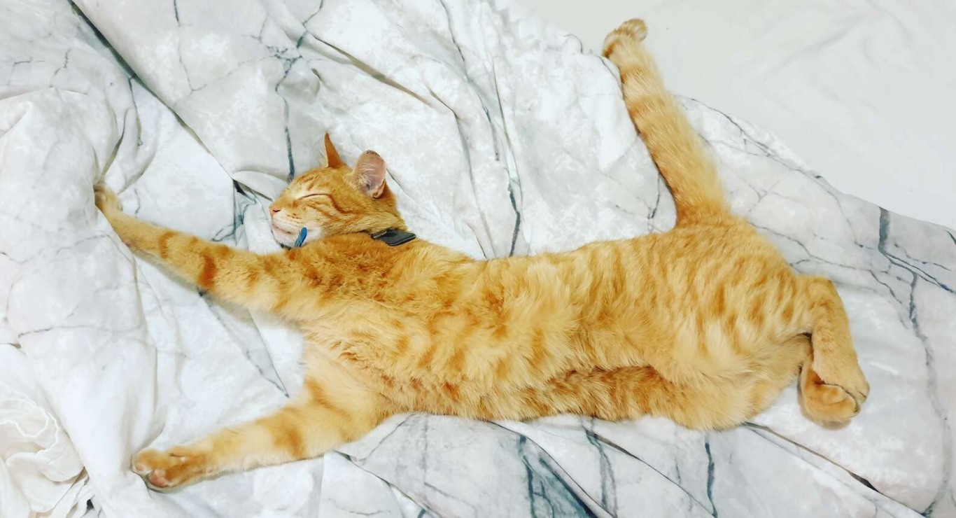 gato esicado em cama