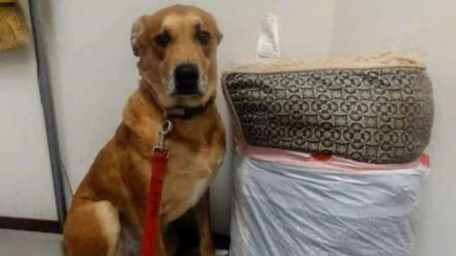 Foto: Mcacc West Adoptable Dogs