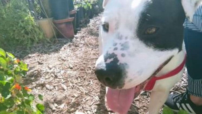 Foto: ARIZONA HUMANE SOCIETY
