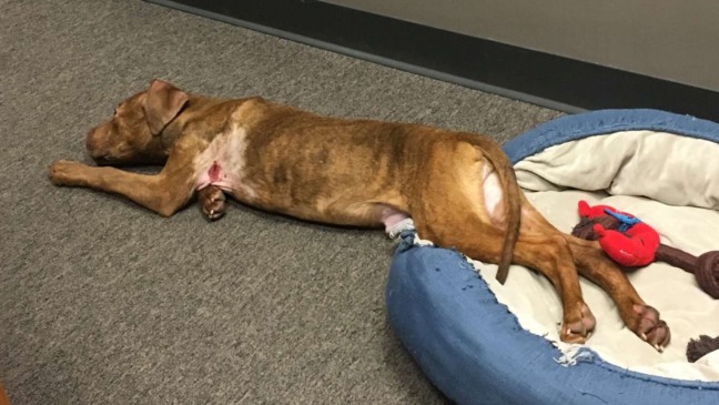 Foto: Stray Rescue Of St. Louis