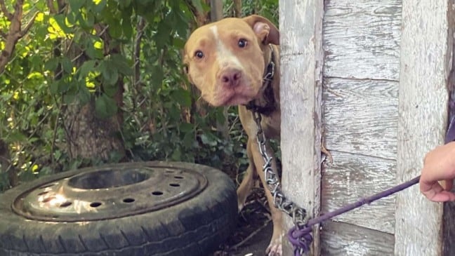 Foto: Rebel Dogs Detroit