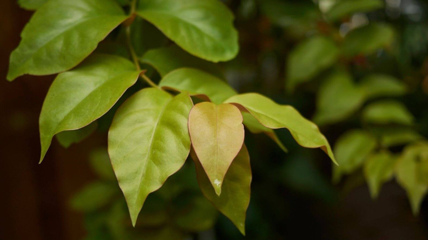 Folhas de ora-pro-nóbis
