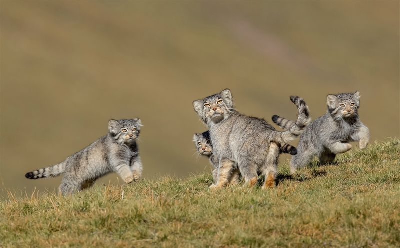 Quando a Mãe Fala para Correr, de Shanyuan Li, da China