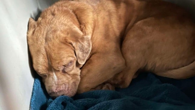 Foto: Divulgação/The Dodo