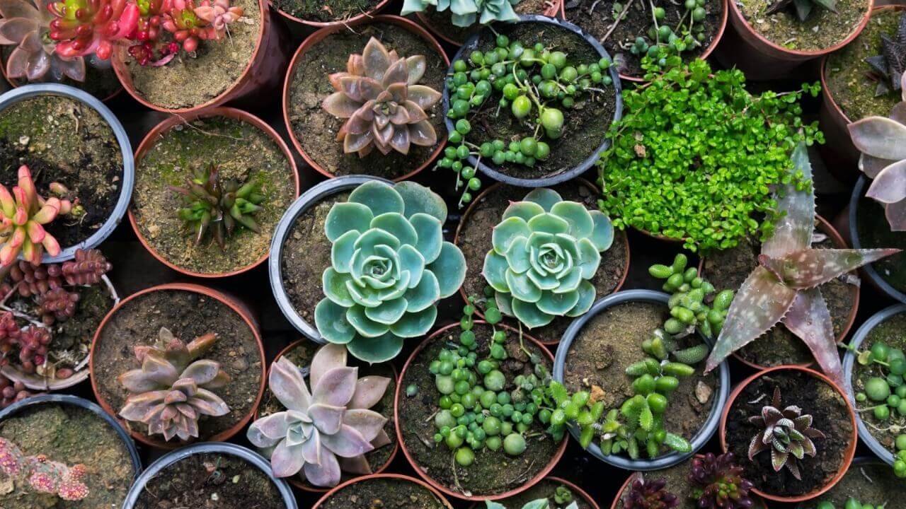 Suculentas em vasos pequenos