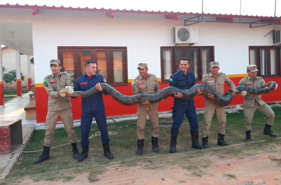 Sucuri capturada no Acre. (Foto: Divulgação)