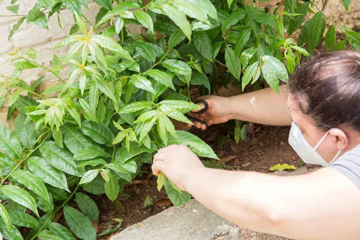 Mulher cuidando das plantas