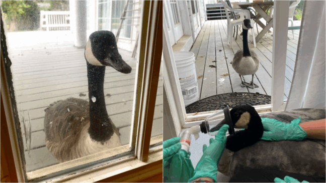 (Foto: Facebook/Cape Wildlife Centre)