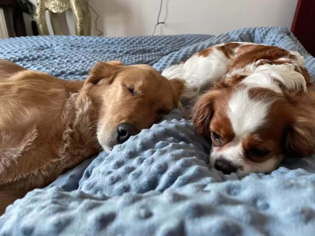 Cachorros dormindo na cama