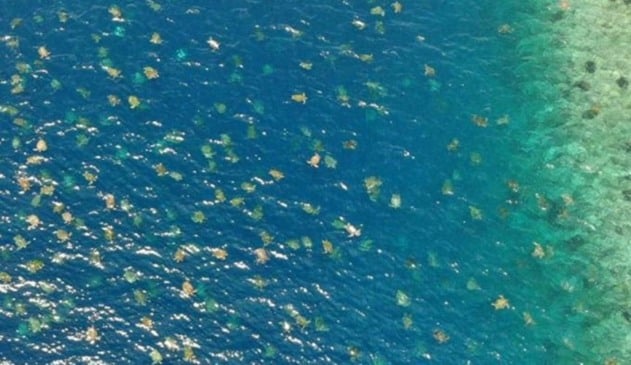 Foto de tartarugas marinhas