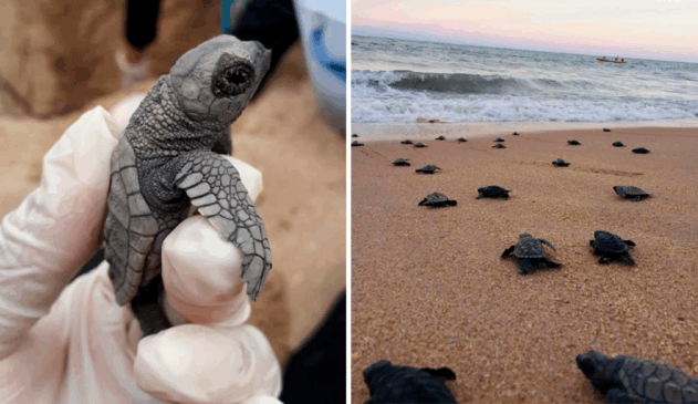 Tartarugas filhotes caminham em direção ao mar