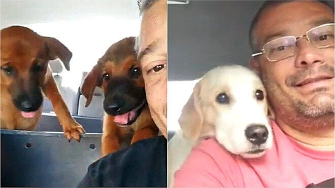 Homem com cachorros no carro