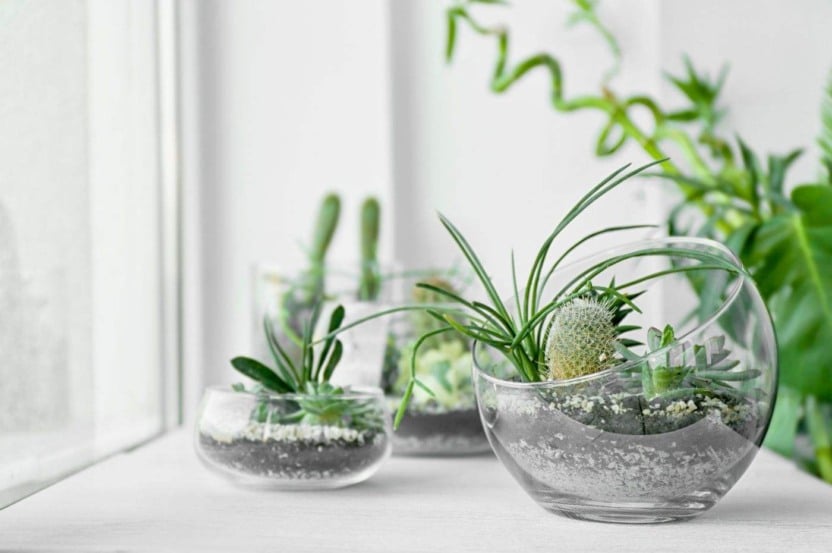 Terrários são uma das tendências de paisagismo para espaços pequenos