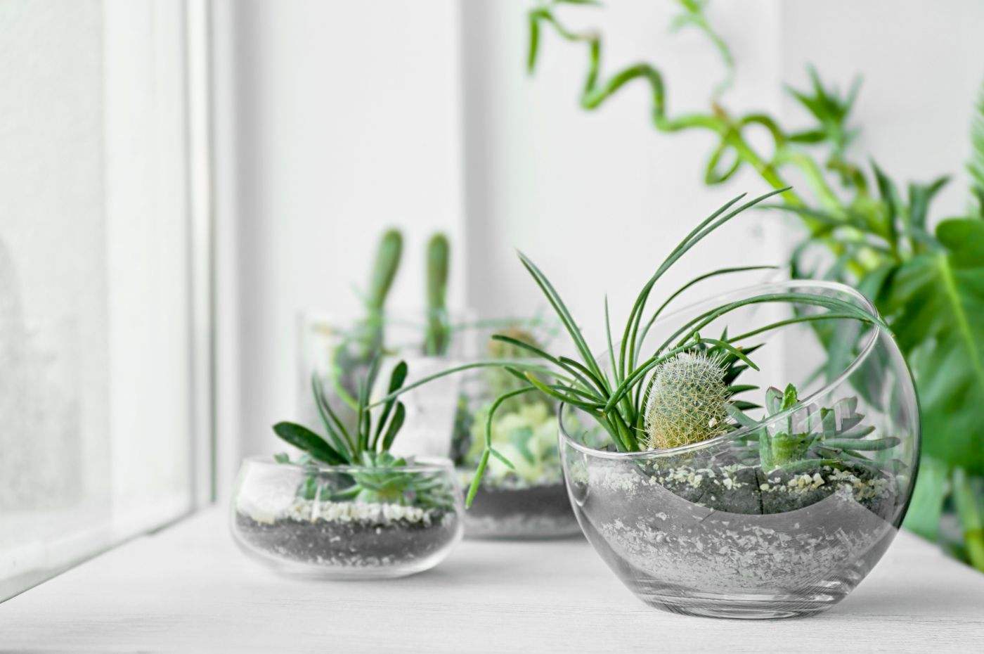 Terrários são uma das tendências de paisagismo para espaços pequenos