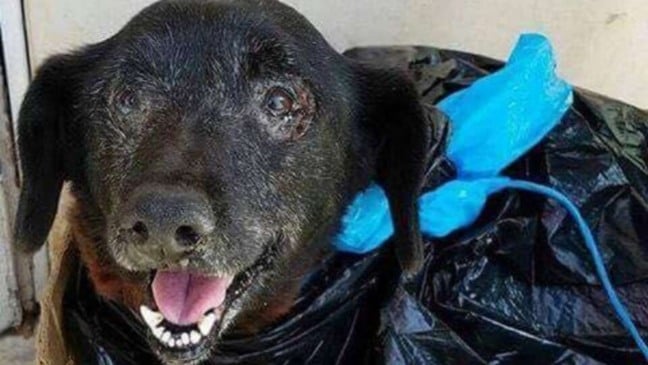 Foto: Saving Carson Shelter Dogs