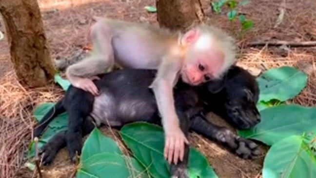 Foto: captura TikTok