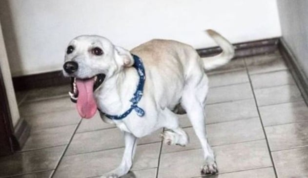 Foto de cachorro deficiente