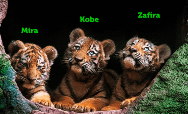 Filhotes de tigre deitados um ao lado do outro