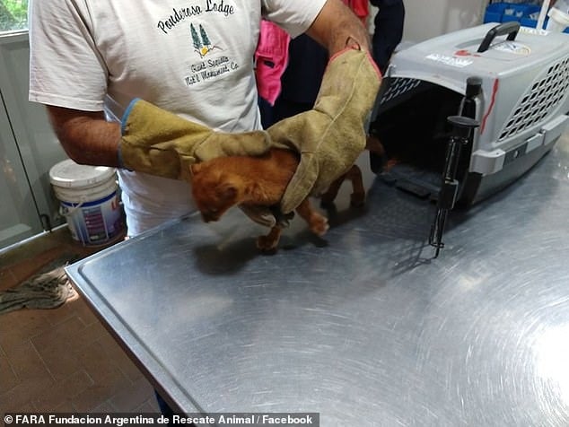 Gato selvagem em veterinária