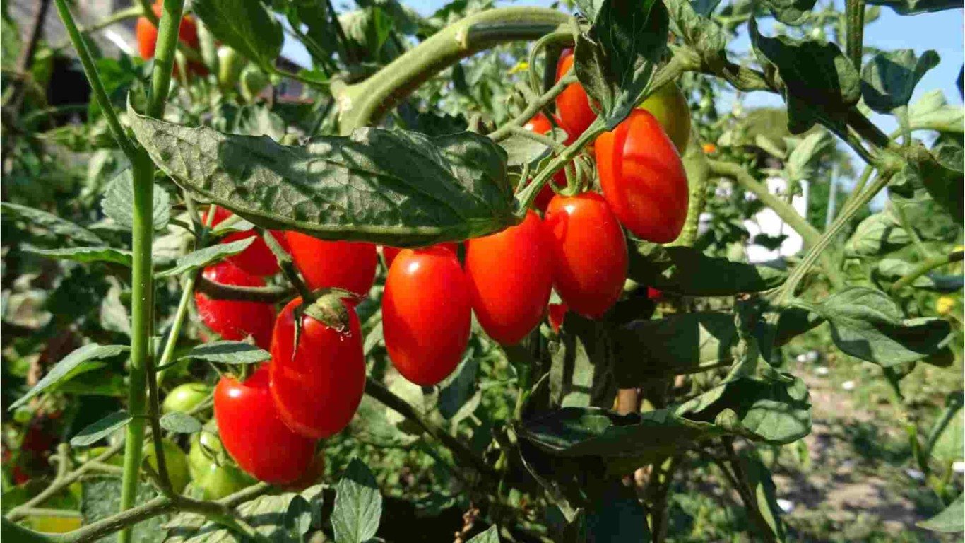 tomate cereja