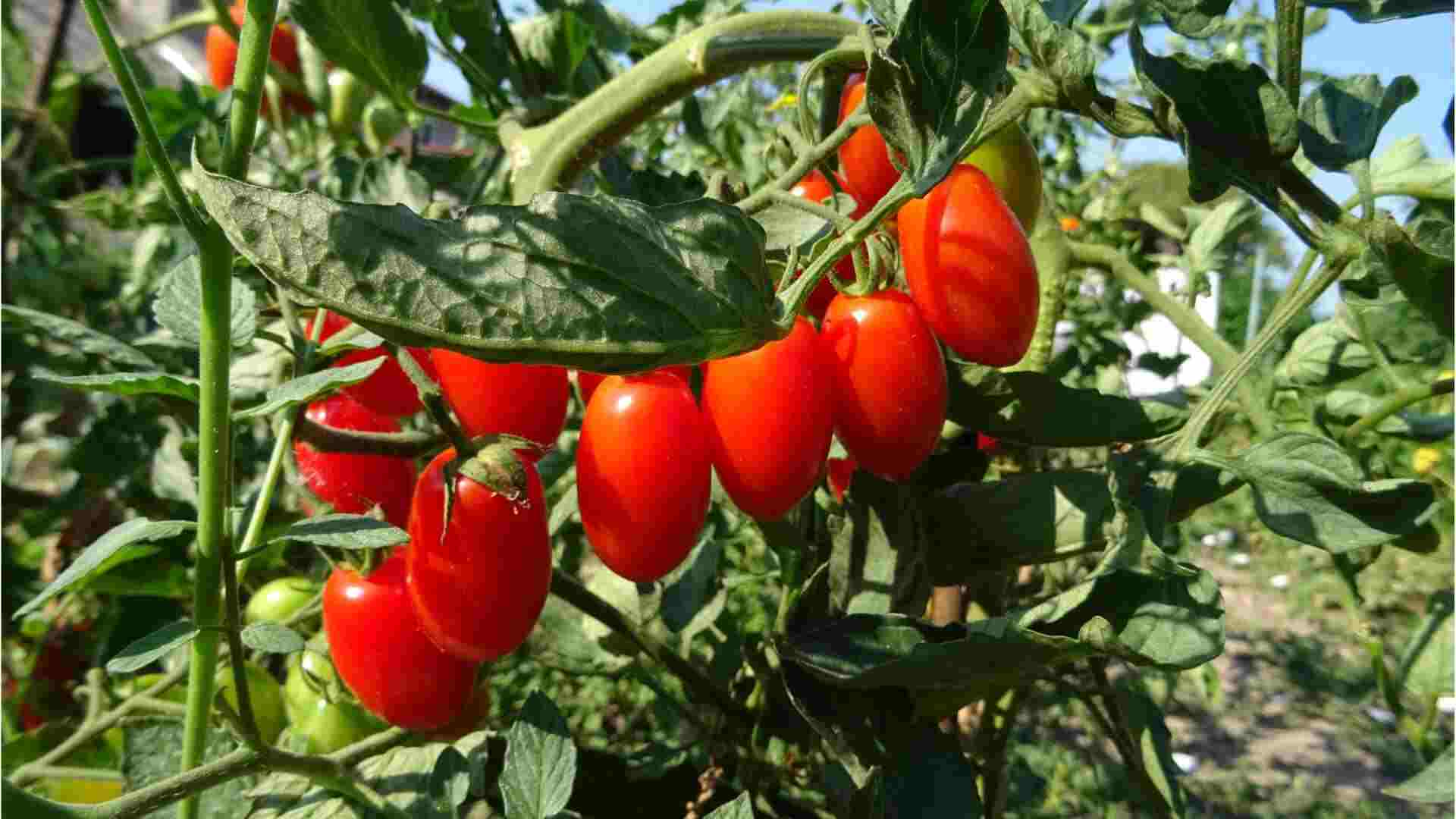 tomate cereja