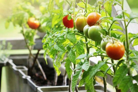 Da semente à mesa: aprenda a cultivar tomates dentro de casa