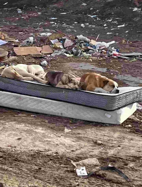 três-cães-resgatados4-compressed