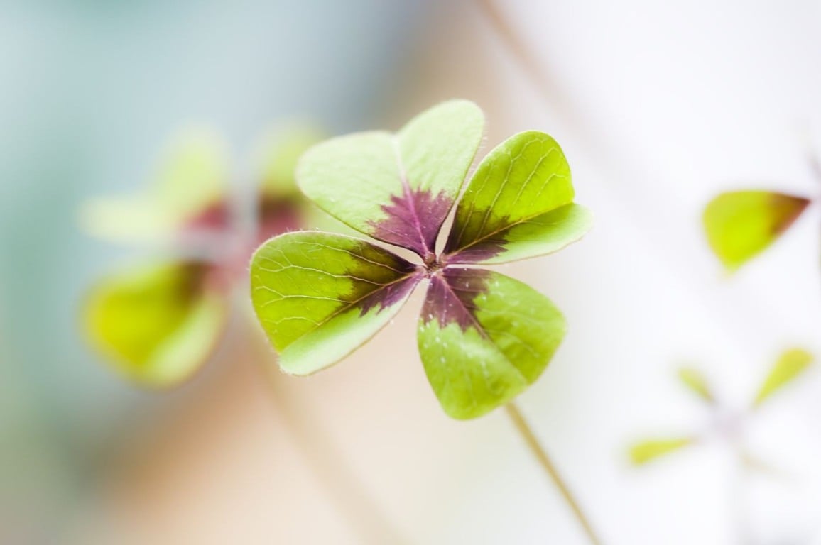 Presenteie quem você gosta com plantas que trazem boa sorte; veja 5 sugestões