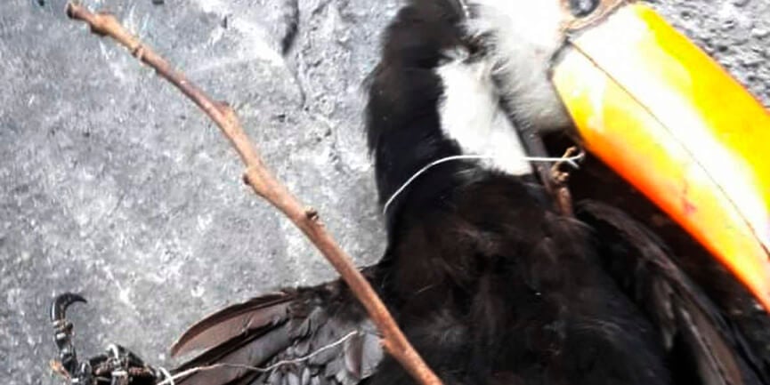 Tucano morre degolado por linha de cerol. (Foto; Divulgação)