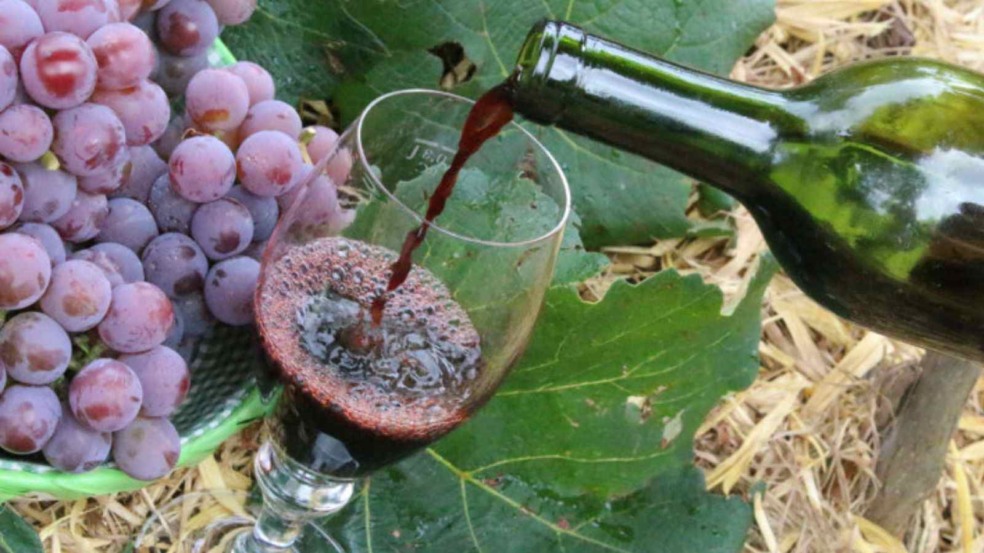 Taça de vinho tinto sendo servida ao lado de um cacho de uvas roxas em folha de parreira.