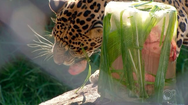 Onça da Mata Ciliar. (Foto: Divulgação)