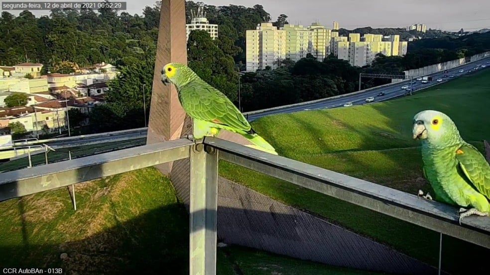 Papagaios são flagrados em câmera da AutoBAn; é a quarta vez em abril