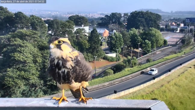 Câmera de monitoramento da Via Anhanguera flagra falcão-de-coleira