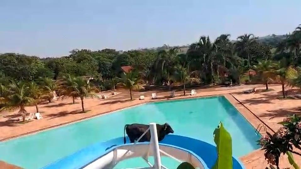 Vaca fica presa em toboágua de clube em São Paulo