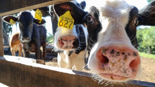 Gado de fazenda em Jundiaí