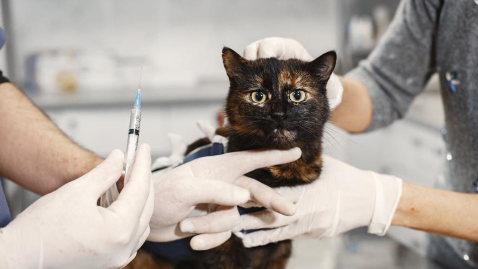Aplicação de vacina em gatos.