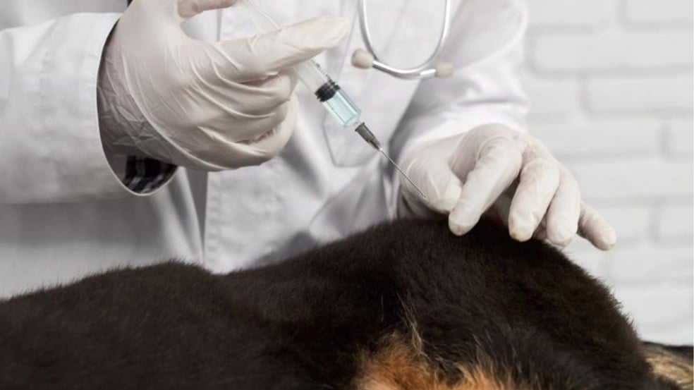 Aplicação de vacina em cão. Aplicação de vacina em cão.