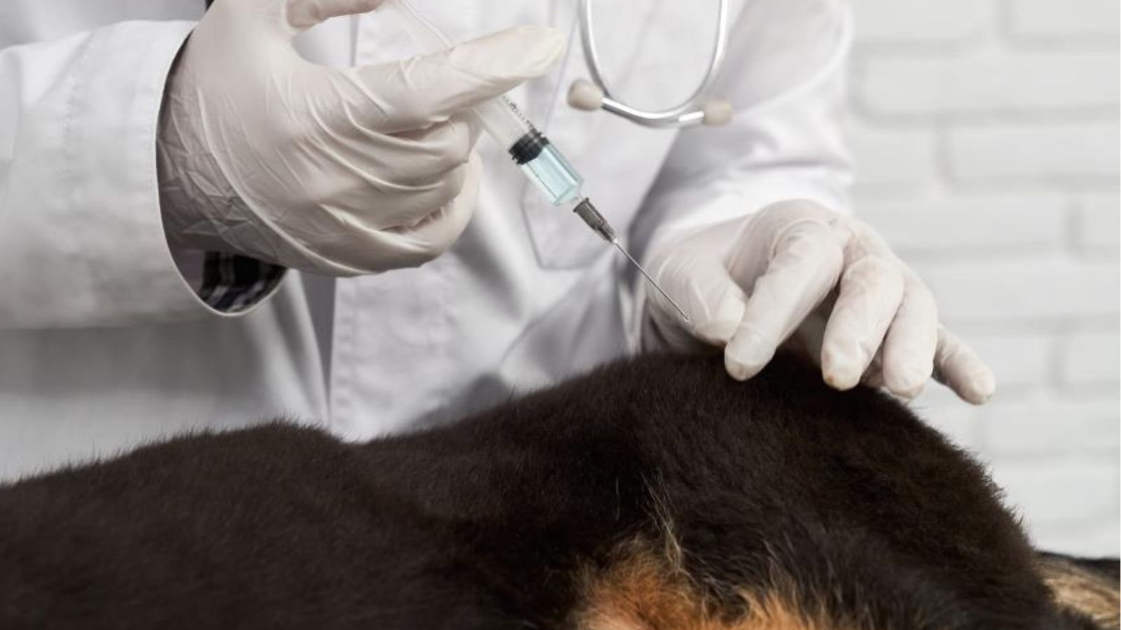 Aplicação de vacina em cão.