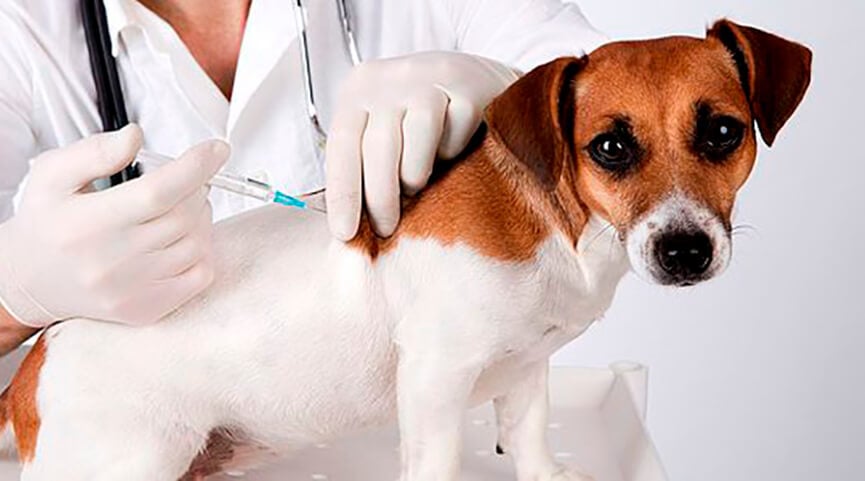 Vacinação contra raiva. (Foto: Divulgação)