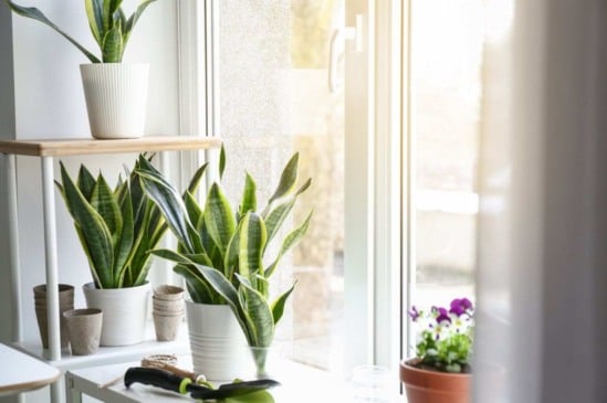 Bem-estar verde: 6 plantas que atraem boas energias para sua casa