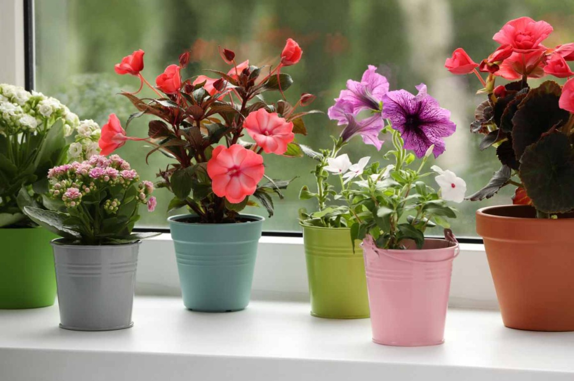 Primavera em casa: as melhores plantas para ambientes internos