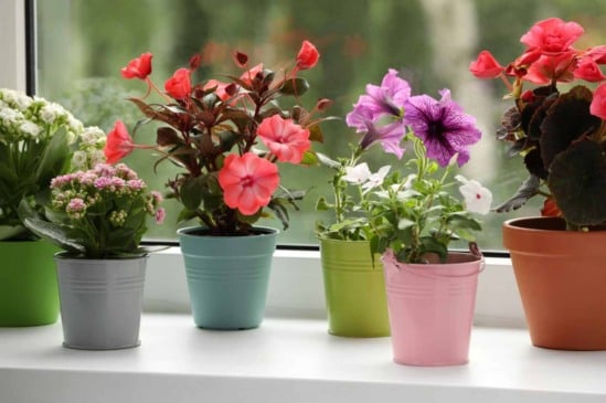 Primavera em casa: as melhores plantas para ambientes internos