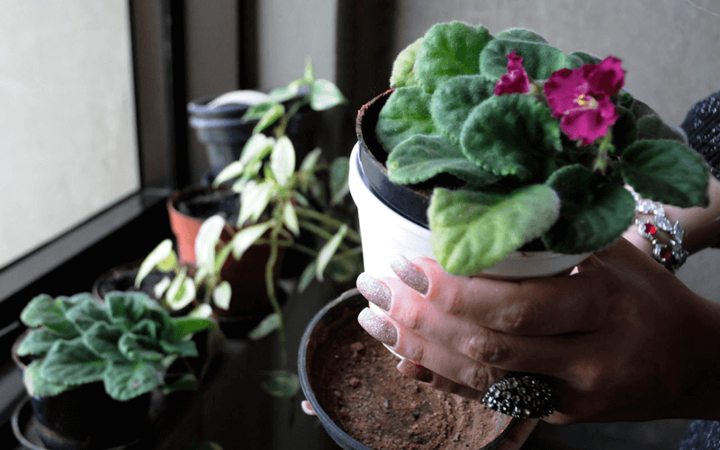 Vasos de plantas em jardim dentro de casa Vasos de plantas em jardim dentro de casa